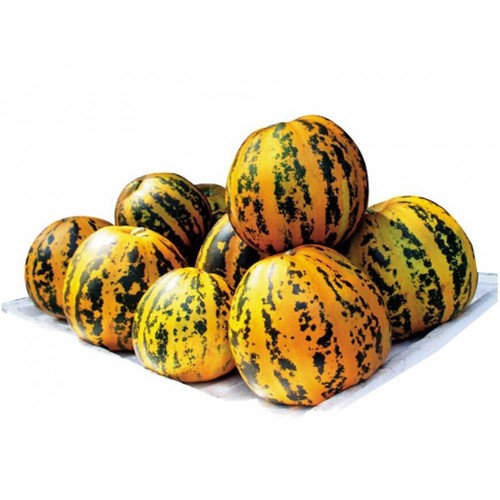 Vietnamesisch melone samen - 10,